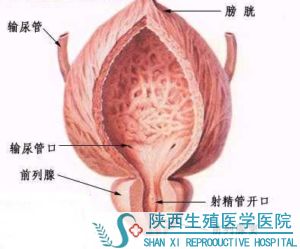急性前列腺炎的危害