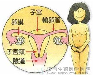 老醫協婦科談:為什么要做婦科體檢