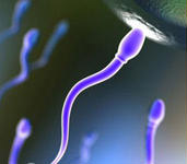 男性精子質量低怎樣提高?