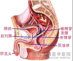 冬季常吃火鍋小心急性前列腺炎的襲擊